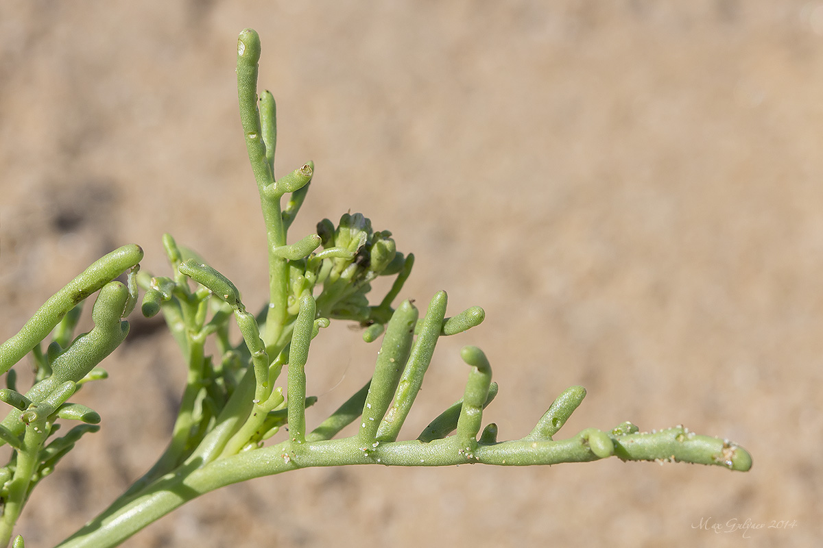 Image of Cakile euxina specimen.