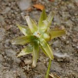 Stellaria holostea. Вскрывшийся плод. Германия, г. Дюссельдорф, Ботанический сад университета. 02.06.2014.