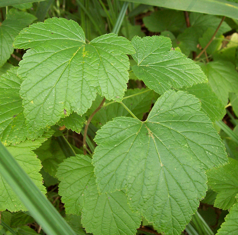 Image of Ribes nigrum specimen.