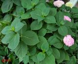 Hydrangea macrophylla