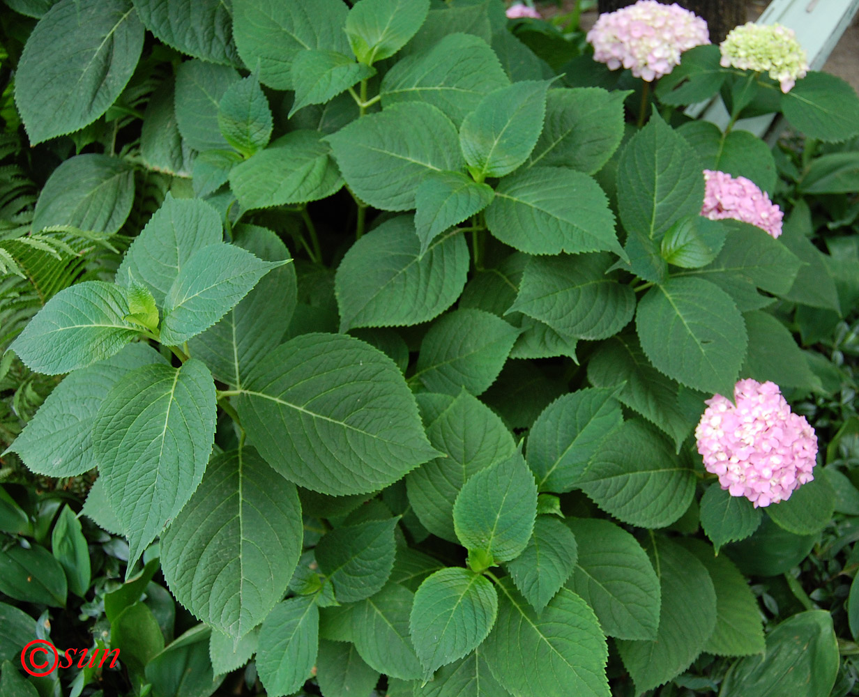 Image of Hydrangea macrophylla specimen.