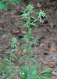 Carlina biebersteinii