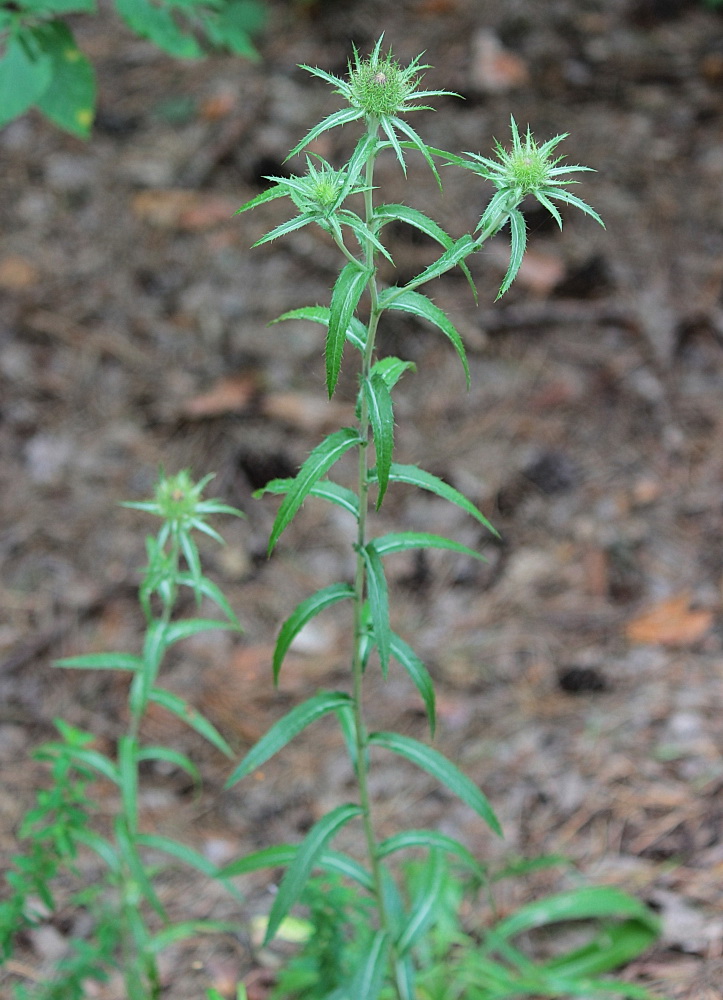 Image of Carlina biebersteinii specimen.