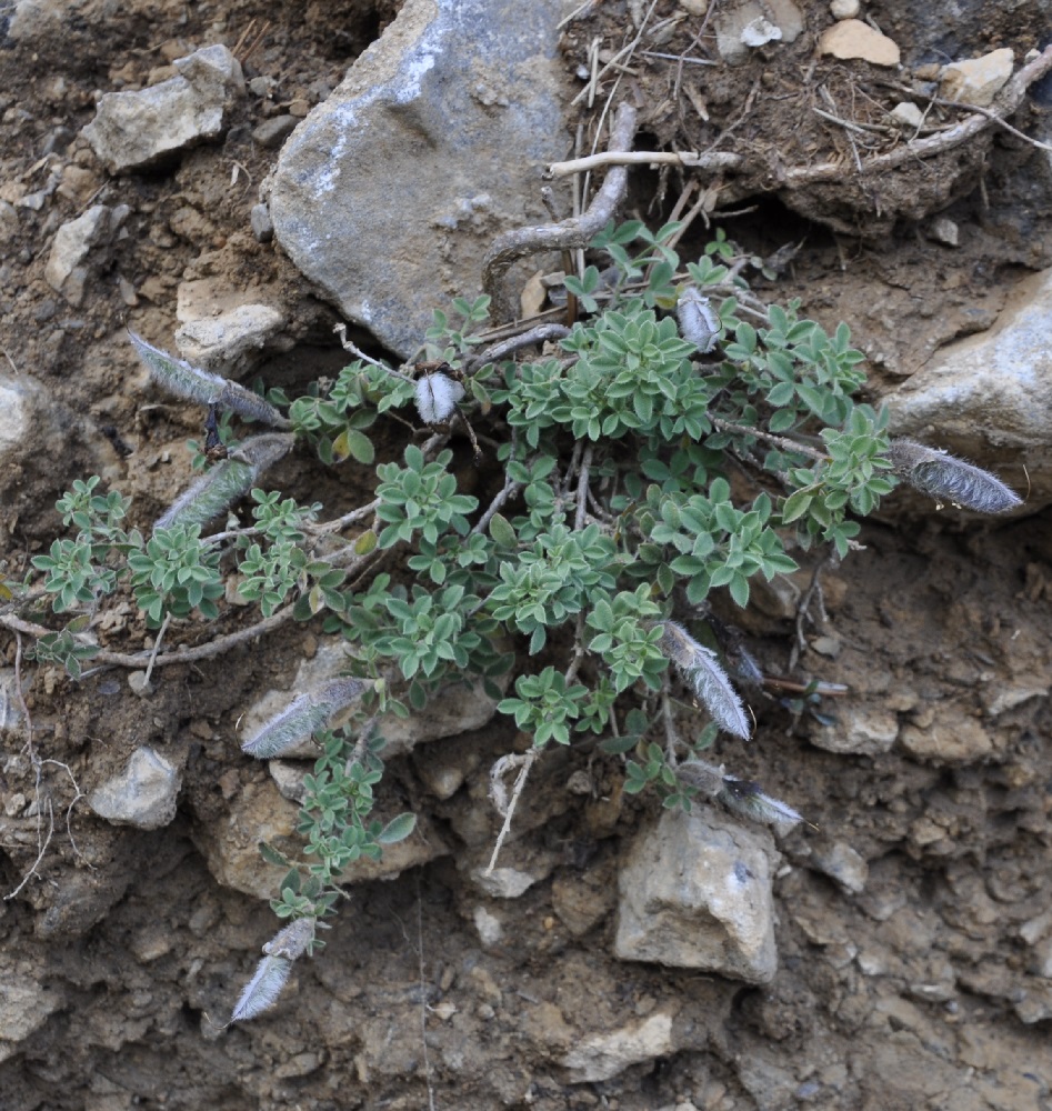 Image of Chamaecytisus polytrichus specimen.