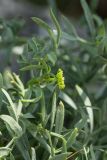 Crithmum maritimum. Верхушка побега с соцветием. Черногория, окр. г. Пераст, побережье Которского залива. 16.07.2014.