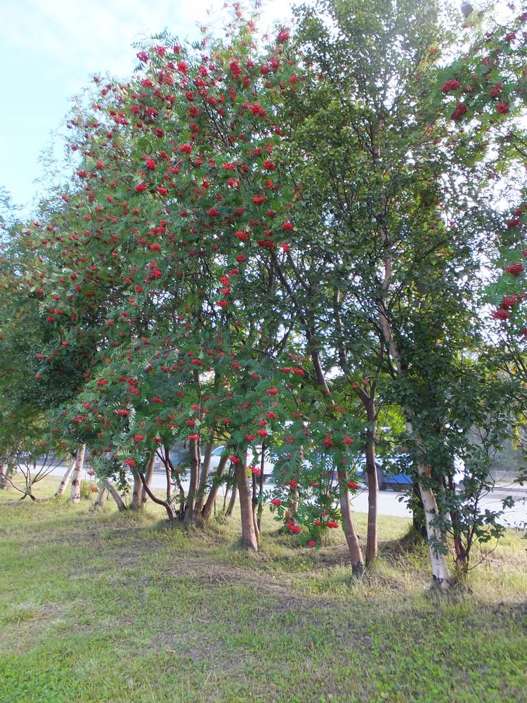 Image of Sorbus aucuparia specimen.