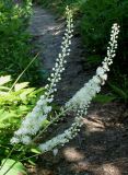 Cimicifuga simplex. Соцветия с фуражирующими пчёлами. Германия, г. Дюссельдорф, Ботанический сад университета. 03.07.2014.