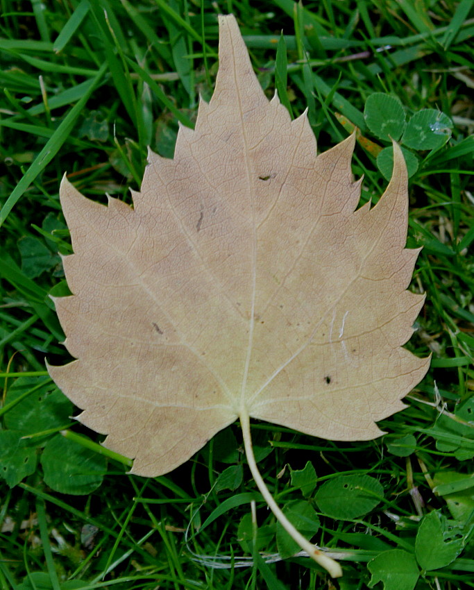 Image of Tilia mongolica specimen.