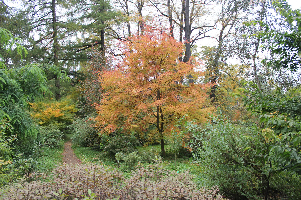 Image of Acer mandshuricum specimen.