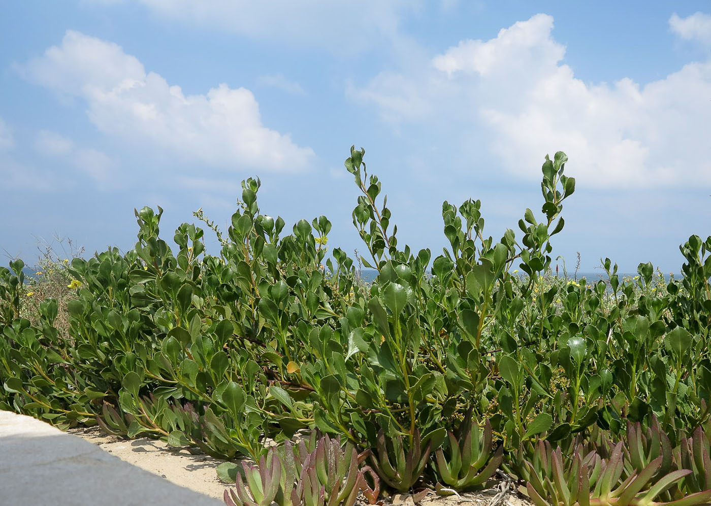 Изображение особи Scaevola crassifolia.