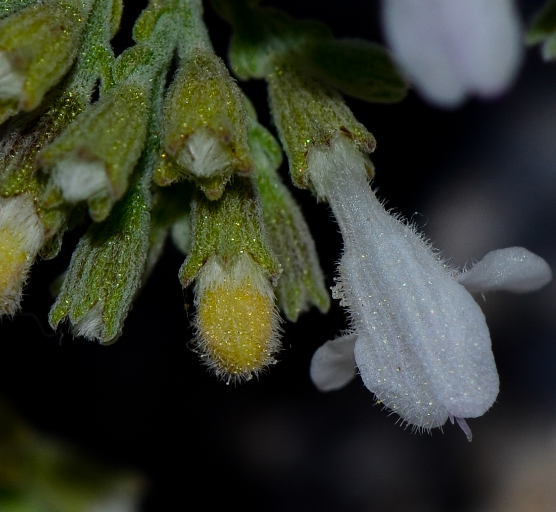 Image of Micromeria fruticosa specimen.