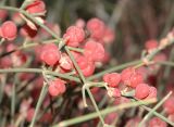 Ephedra distachya