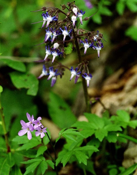 Image of Trachystemon orientalis specimen.