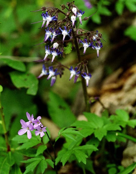 Изображение особи Trachystemon orientalis.