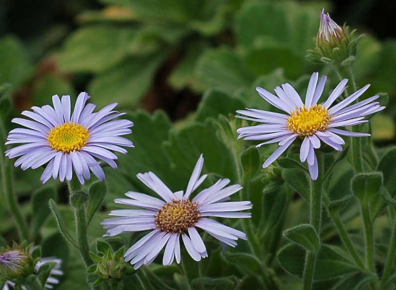 Image of Aster spathulifolius specimen.