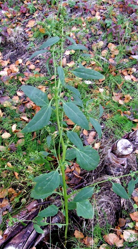 Image of Atriplex nudicaulis specimen.
