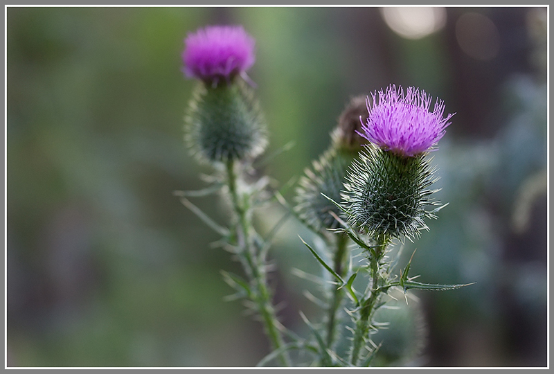 Изображение особи Cirsium vulgare.