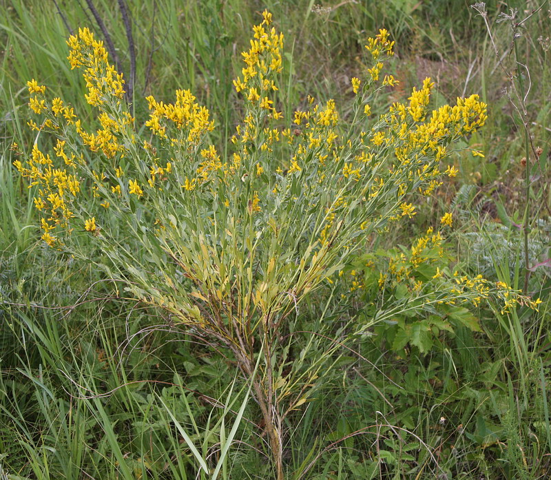 Image of Genista tinctoria specimen.