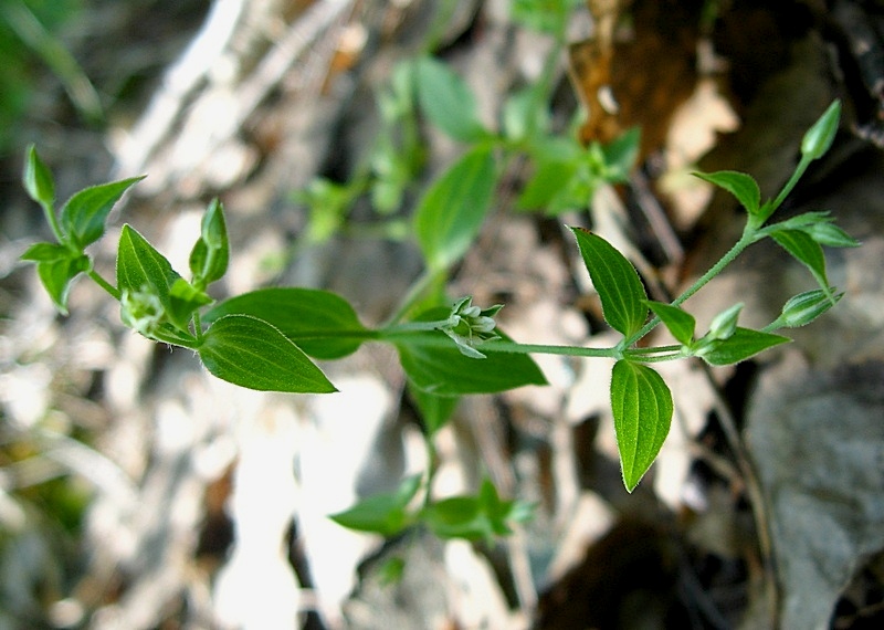 Изображение особи Moehringia trinervia.