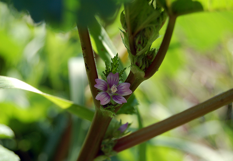 Изображение особи Malva verticillata var. neuroloma.