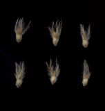 Trifolium arvense. Сухие околоцветники с семенами внутри. Курская обл., Железногорский р-н, пос. Каменец, дачи Жуковец, залежь у дороги. 1 ноября 2009 г.