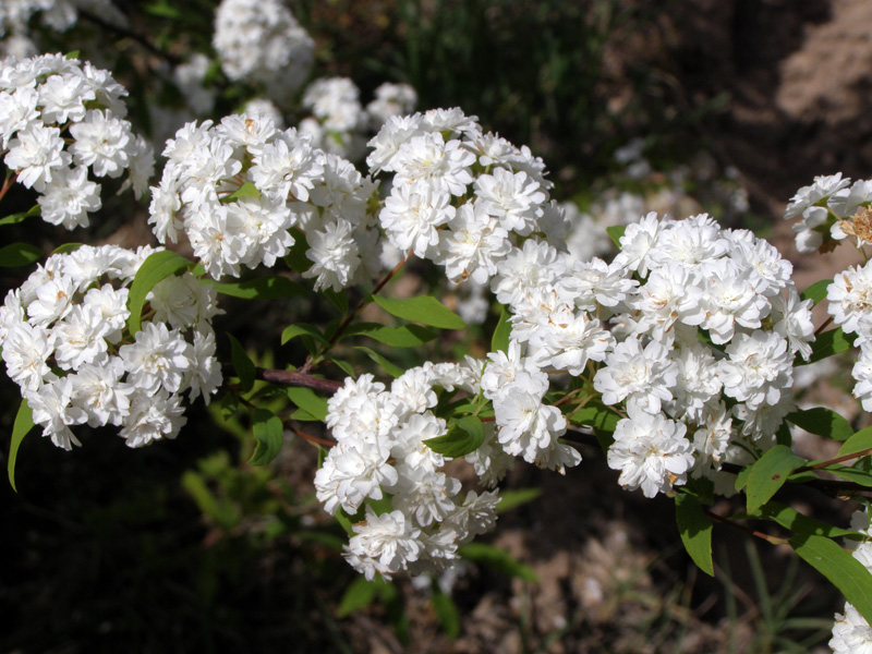 Image of Spiraea cantoniensis specimen.