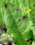 Taraxacum officinale