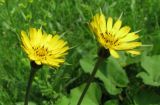 Tragopogon pratensis. Соцветия. Санкт-Петербург, Петергоф, Английский парк, лужайка перед входом. 14.06.2014.