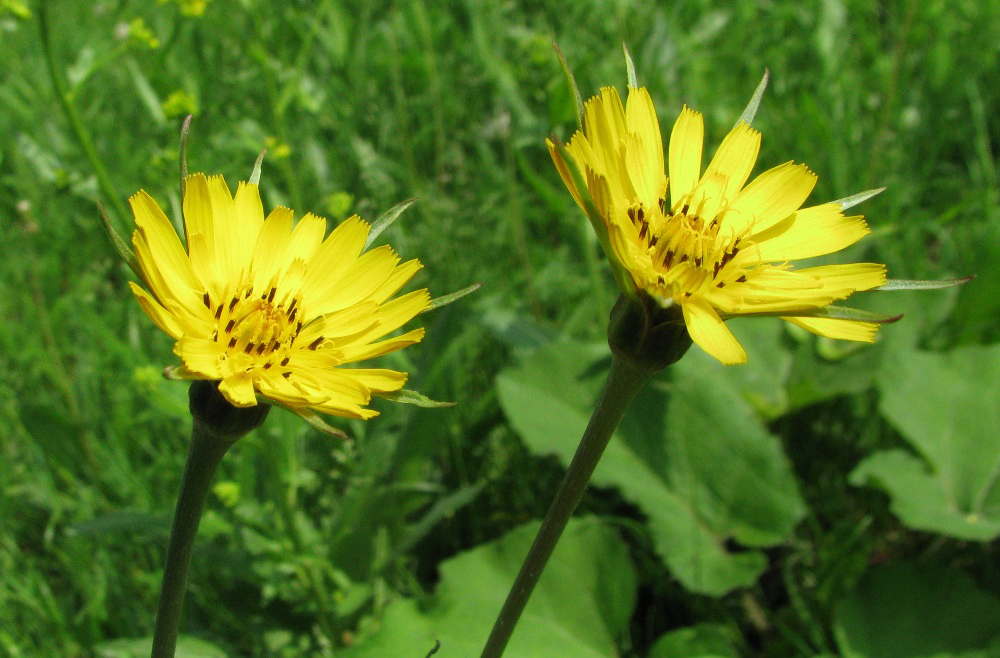 Image of Tragopogon pratensis specimen.