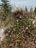 Carlina acaulis подвид caulescens. Побег с соплодием. Черногория, нац. парк Дурмитор, к северу от г. Жабляк, на обочине горной дороги в поясе Pinus mugo. 15.10.2014.