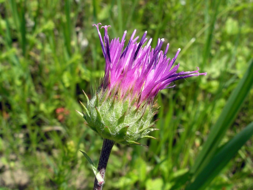 Image of Jurinea ledebourii specimen.