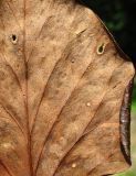 Hedera colchica. Часть опавшего листа со спороношениями микромицетов (вид снизу). Краснодарский край, Сочи, окр. Адлера, лес. 07.07.2015.