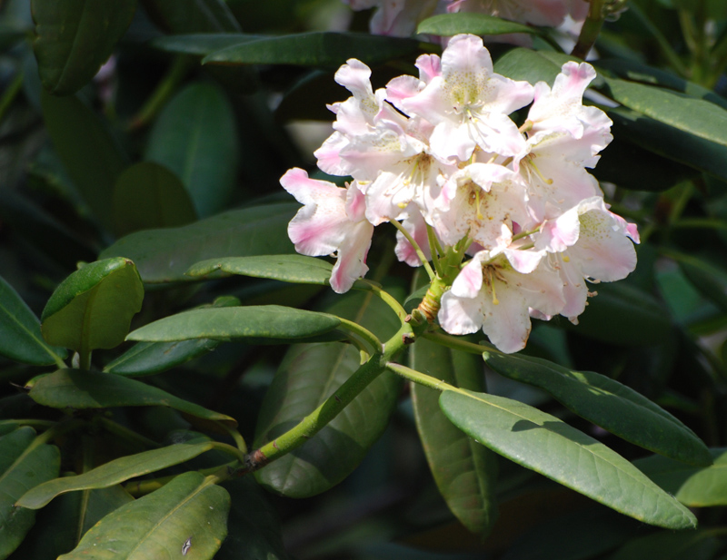 Image of Rhododendron brachycarpum specimen.