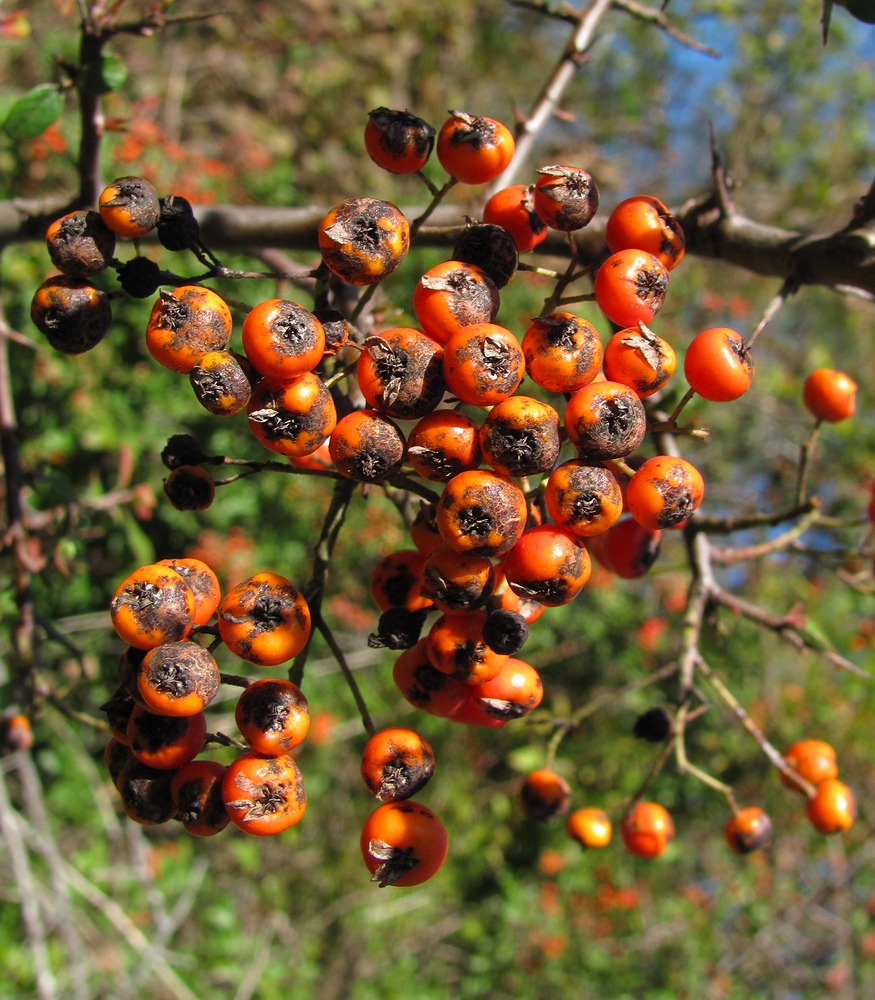 Image of Pyracantha coccinea specimen.