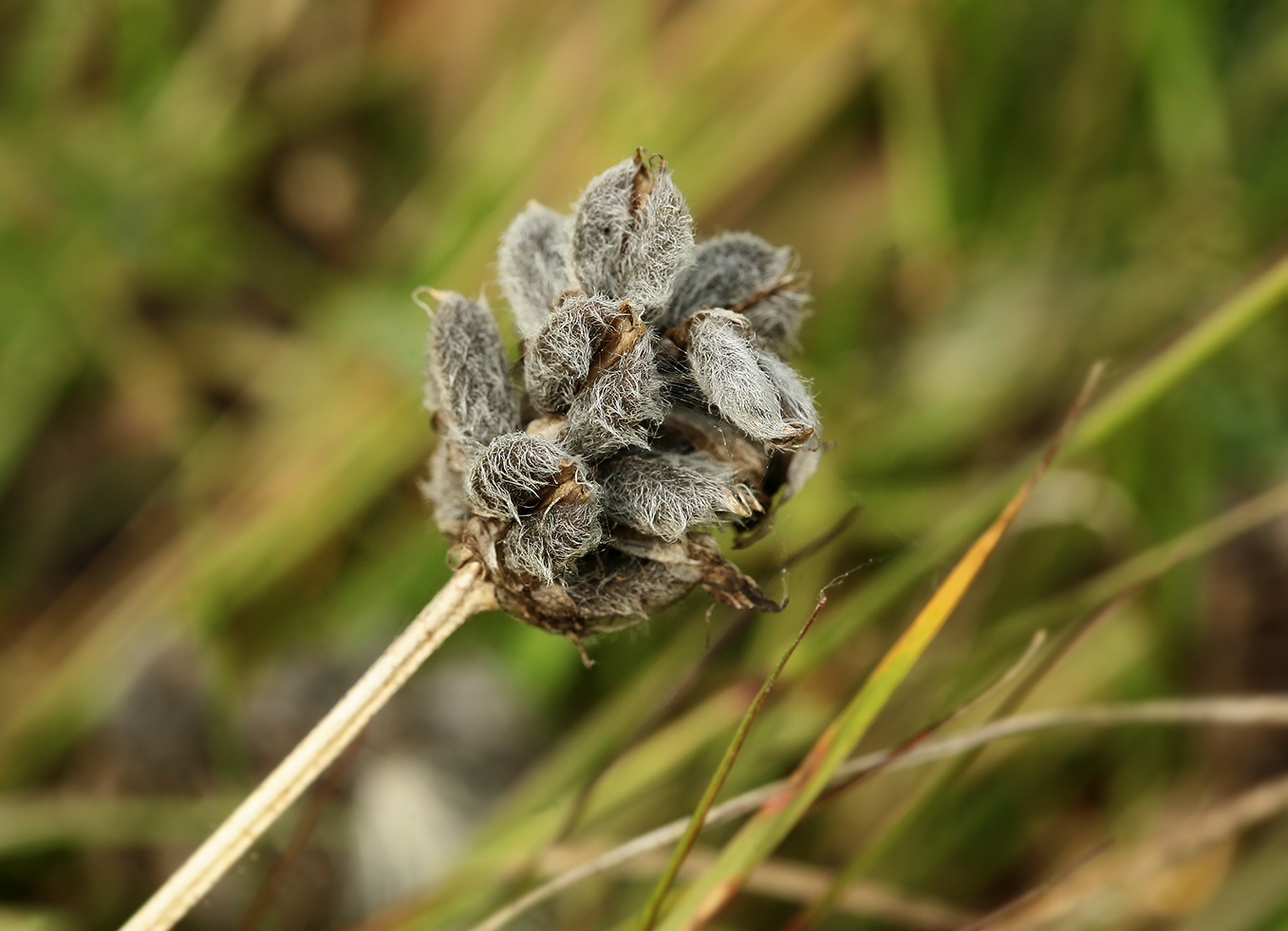 Изображение особи Astragalus danicus.