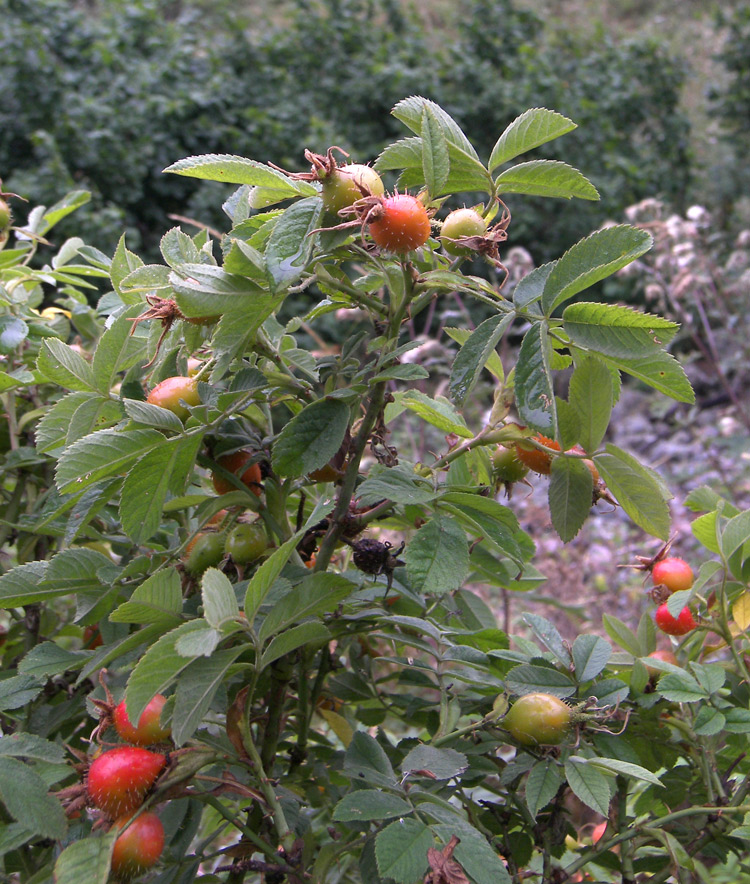 Изображение особи Rosa mollis.