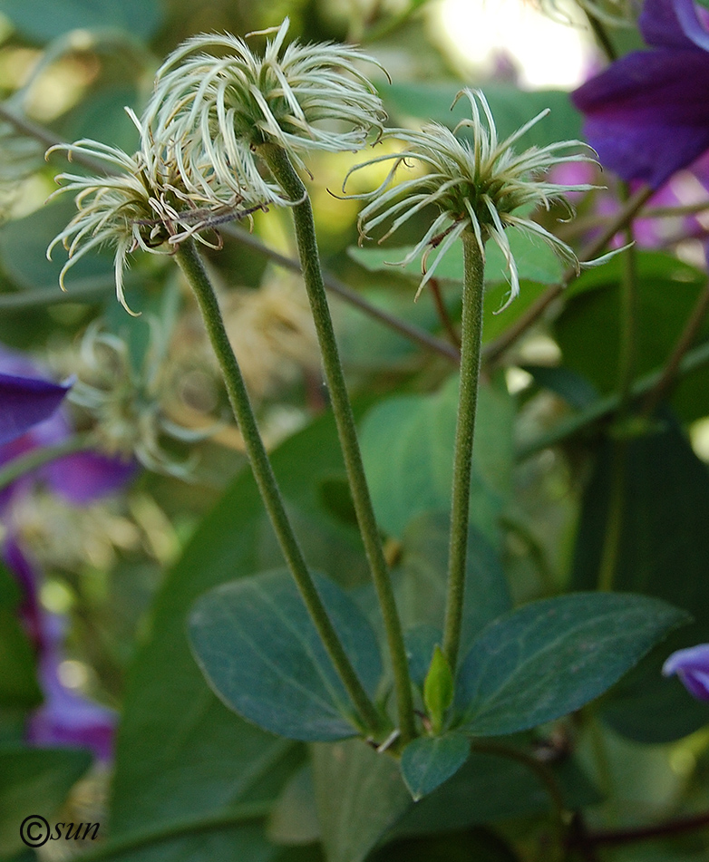Image of Clematis &times; jackmanii specimen.