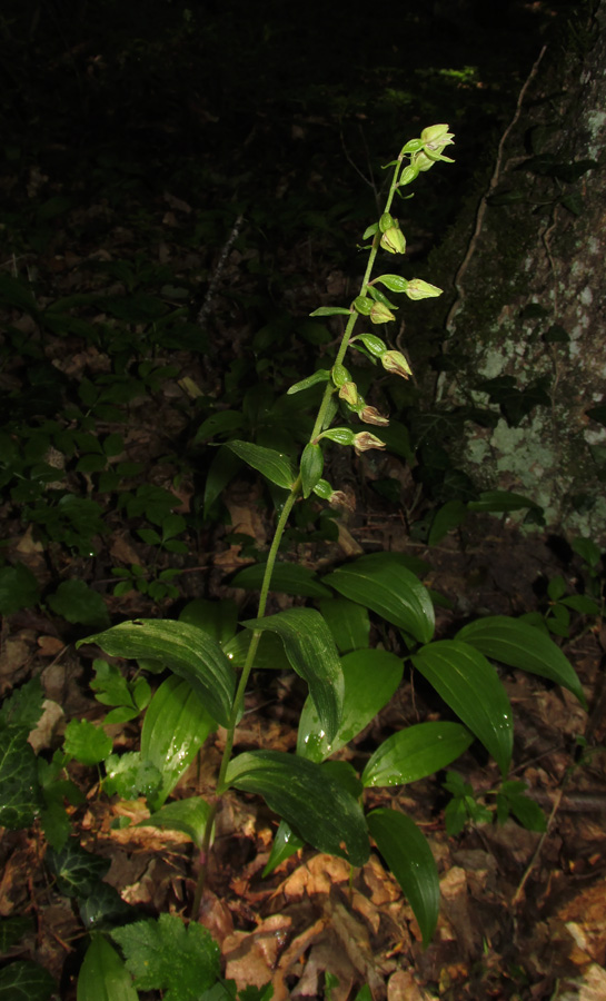 Изображение особи Epipactis leptochila.