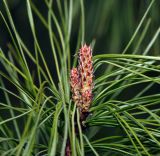 Pinus sibirica