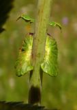 Filipendula ulmaria ssp. denudata