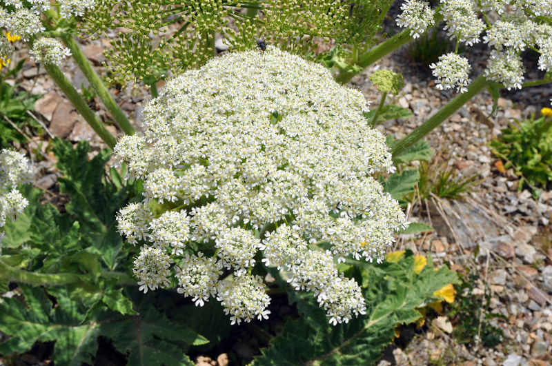 Image of Heracleum leskovii specimen.