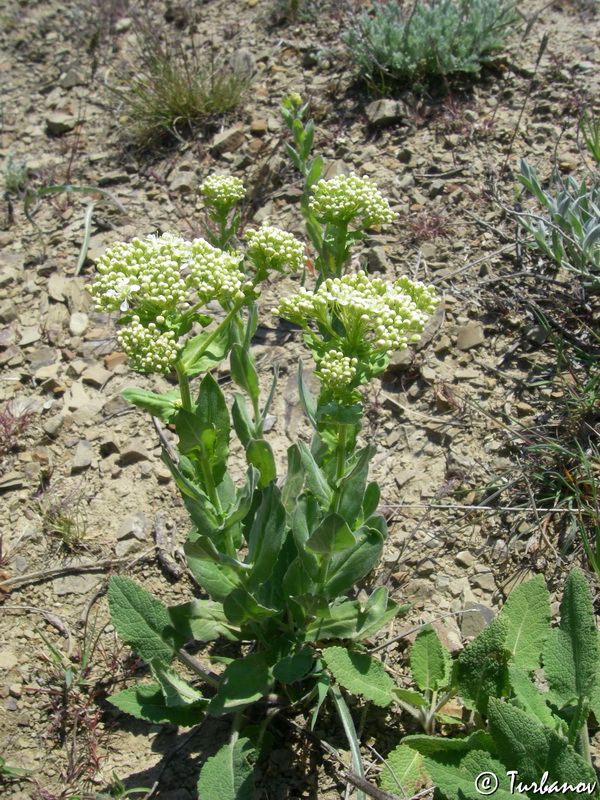 Image of Cardaria draba specimen.