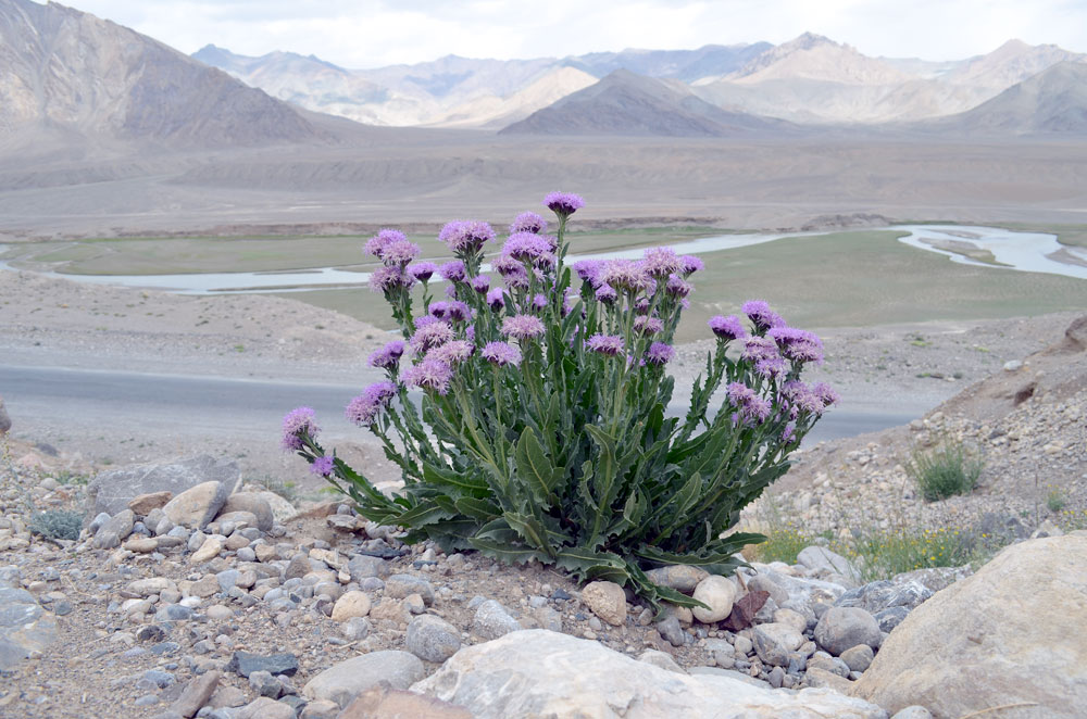 Image of Saussurea pseudosalsa specimen.