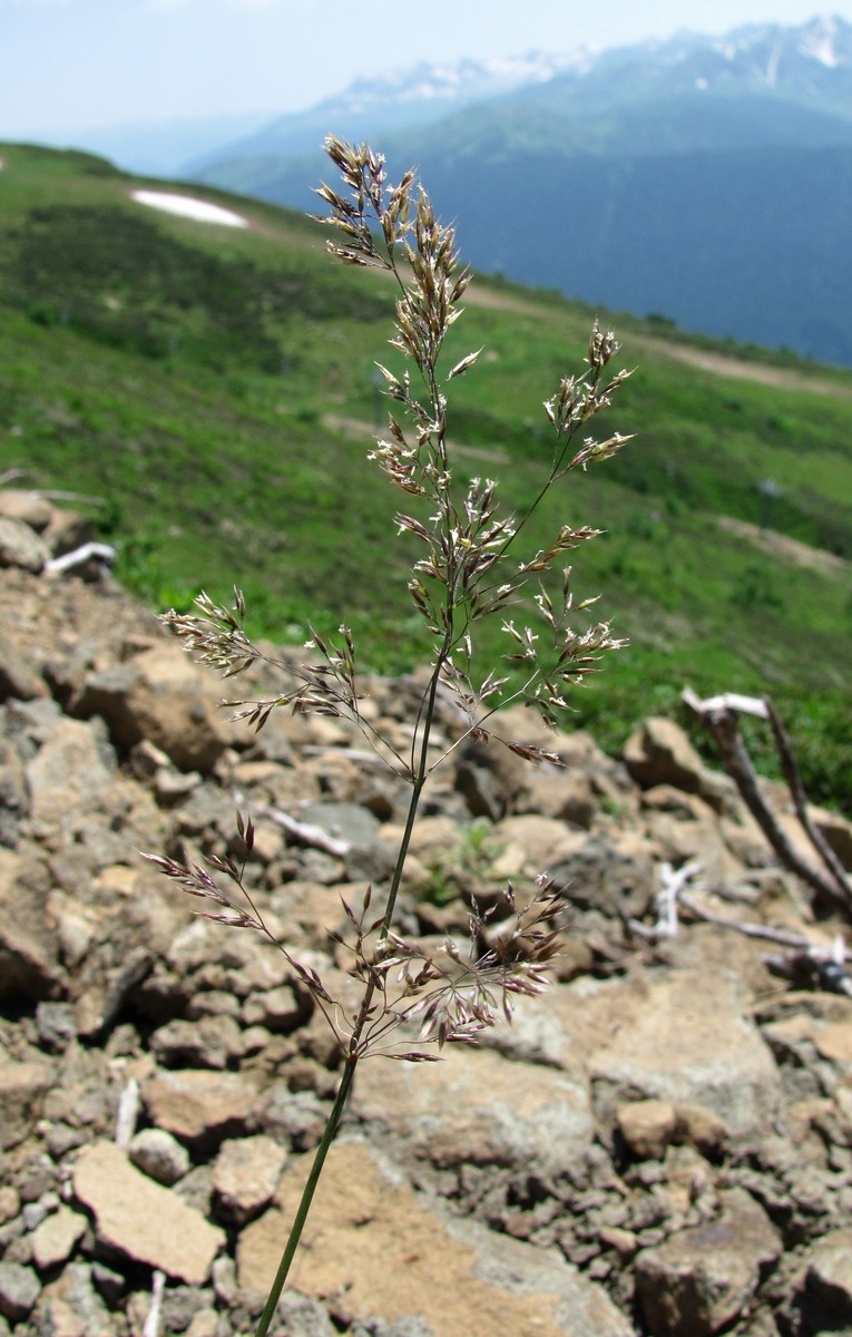 Изображение особи Agrostis planifolia.