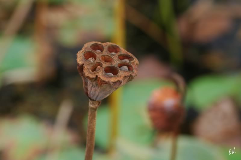 Image of Nelumbo nucifera specimen.