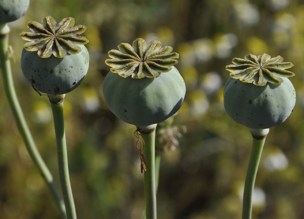 Image of Papaver somniferum specimen.