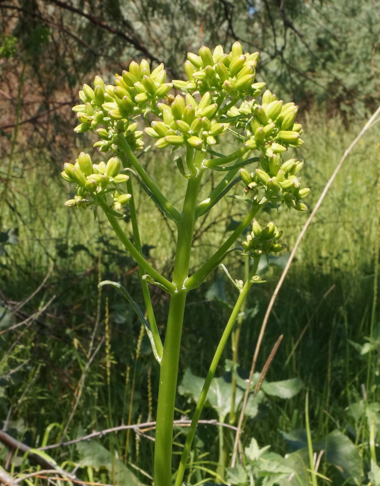 Изображение особи Ligularia songarica.