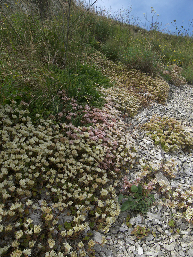 Изображение особи Sedum oppositifolium.