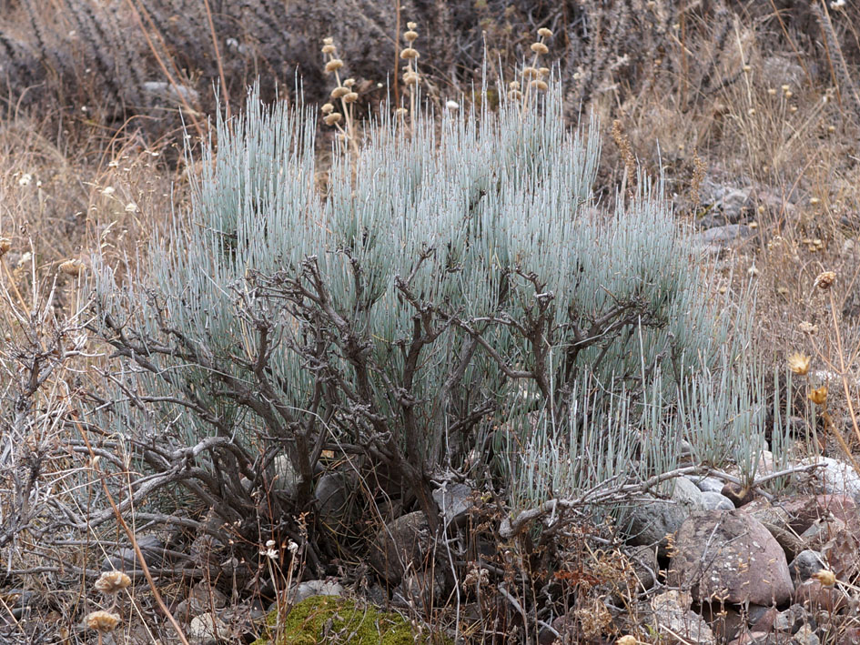 Image of Ephedra intermedia specimen.