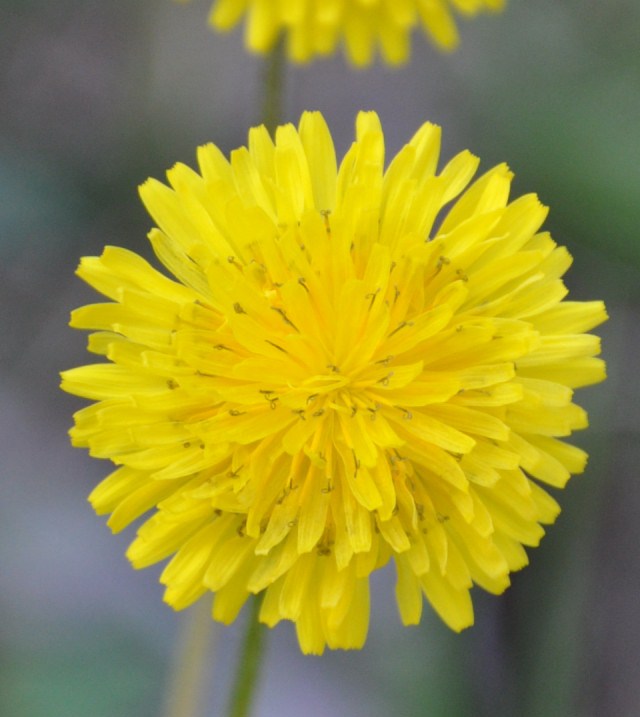 Image of Lagoseris sancta specimen.